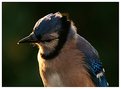 Picture Title - Hungry Jay