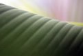 Picture Title - banana leaf