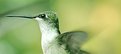 Picture Title - Hummingbird #4