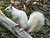 White Squirrel