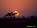 Picture Title - Sunset in Amboseli