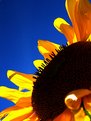 Picture Title - "sunflower"