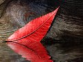 Picture Title - Red Reflections