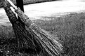 Picture Title - Brooms