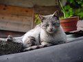 Picture Title - Cat On The Roof