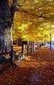 Picture Title - Autumn - Bellevue Blvd. Newport,RI