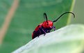 Picture Title - Milkweed Beetle