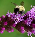 Picture Title - Purple Flower, Bumble Bee