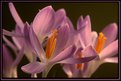 Picture Title - Crocus