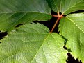 Picture Title - Raspberry Leaf