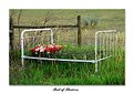 Picture Title - Bed of Flowers