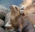 Picture Title - seal