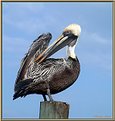 Picture Title - Pelican Preening