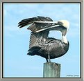 Picture Title - Pelican Preening-1