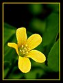 Picture Title - Little yellow flower..