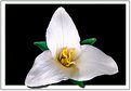 Picture Title - Trillium