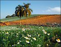 Picture Title - Chamomile Plantation