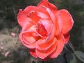 Picture Title - rose2