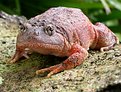 Picture Title - DEMENTED TOAD