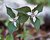 Painted Trillium