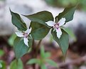 Picture Title - Painted Trillium