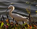 Picture Title - White Heron Wading...