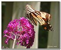 Picture Title - Swallowtail on a Butterfly Bush