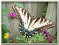 Picture Title - Swallowtail on a Butterfly Bush-2