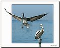 Picture Title - Pelican Landing