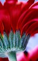 Picture Title - gerbera