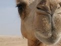 Picture Title - camel