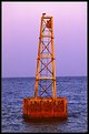 Picture Title - Red Sea Osprey