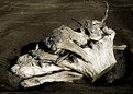 Picture Title - Driftwood