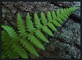 Picture Title - Fern and Branch