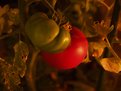 Picture Title - Ripe tomato and its ugly sibling