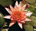 Picture Title - Lotus Flower