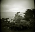 Picture Title - The Lone Cypress