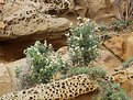 Picture Title - Flowers on the cliffs