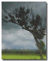 Picture Title - Wicked Tree - Impression