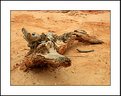 Picture Title - Crocodiles on the beach