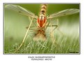 Picture Title - MACRO