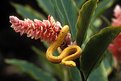 Picture Title - Eyelash Viper