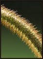 Picture Title - Grass Seed