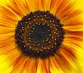Picture Title - Heart of an sunflower