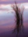 Picture Title - Cattails at Dawn