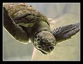 Picture Title - The Flying Turtle
