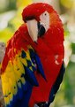 Picture Title - Parrot