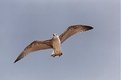 Picture Title - Sea Gull