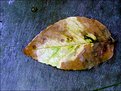 Picture Title - Rock Leaf