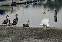 Picture Title - Visitors in the marina.